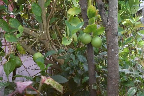 Green fruit lemon growing on tree Stock Photos
