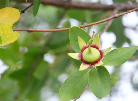 Green fruit of Mangrove tree. Foto stock