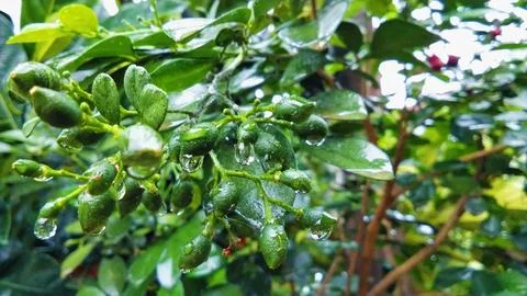 Green fruit of the muraya paniculata tree Stock Photos