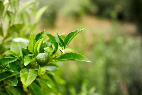 Green fruit orange on a tree Stock Photos