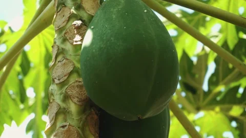 The green fruit of papaya grows on a tree 4k Stock Footage 132153086