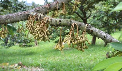 Green fruit Stock Photos