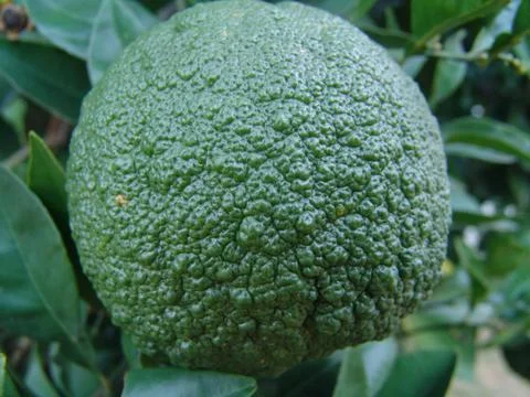 Green fruit Stock Photos