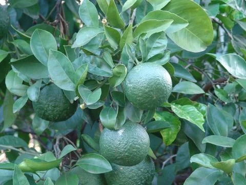 Green fruit Stock Photos