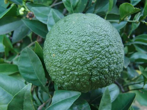 Green fruit Stock Photos