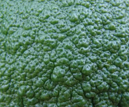 Green fruit Stock Photos