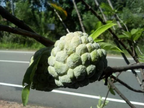 Green fruit Foto stock