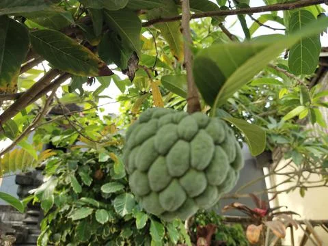 Green fruit Stock Photos