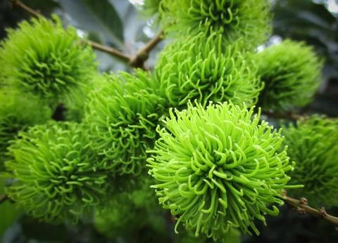 Green Fruit Stock Photos