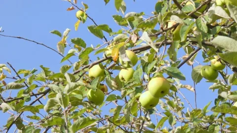 Green fruit of ripe apples on an old apple tree in an orchard. Harvest time Stock Footage 212397457