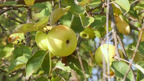 Green fruit of ripe apples on an old apple tree in an orchard. Harvest time Stock Footage 212398155