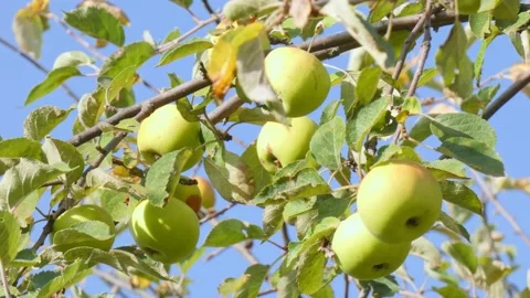 Green fruit of ripe apples on an old apple tree in an orchard. Harvest time Stock Footage 212398941