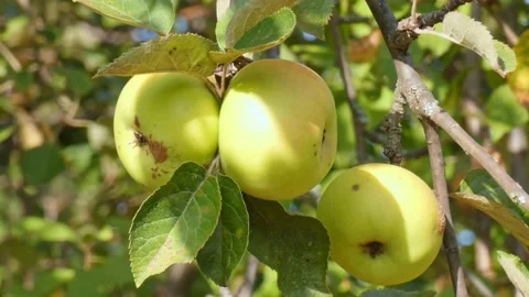 Green fruit of ripe apples on an old apple tree in an orchard. Harvest time Stock Footage 212400447