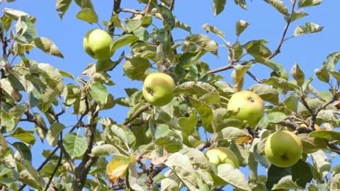 Green fruit of ripe apples on an old apple tree in an orchard. Harvest time Stock Footage 212401213