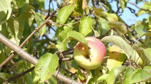 Green fruit of ripe apples on an old apple tree in an orchard. Harvest time Stock Footage 212401783