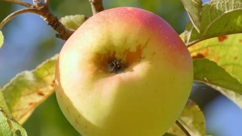 Green fruit of ripe apples on an old apple tree in an orchard. Harvest time Stock Footage 212403036