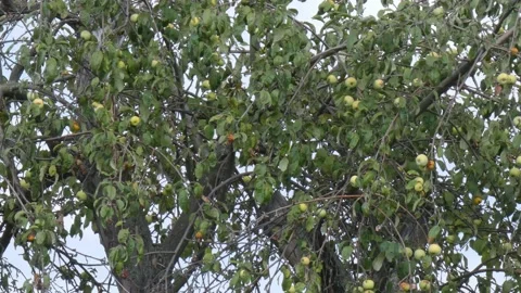 Green fruit of ripe apples on an old apple tree in an orchard. Harvest time Stock Footage 212404498