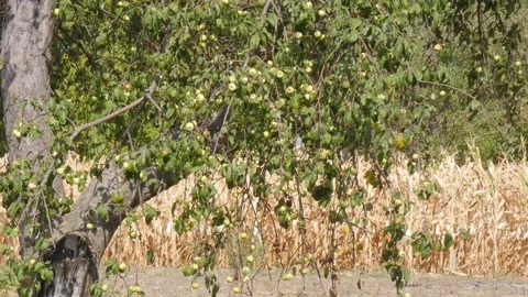 Green fruit of ripe apples on an old apple tree in an orchard. Harvest time Stock Footage 212409980