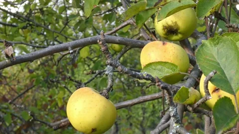 Green fruit of ripe apples on an old apple tree in an orchard. Harvest time Stock Footage 212410768