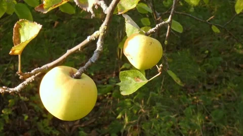Green fruit of ripe apples on an old apple tree in an orchard. Harvest time Stock Footage 212412160