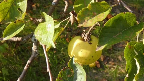 Green fruit of ripe apples on an old apple tree in an orchard. Harvest time Stock Footage 212414567