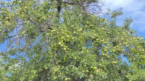 Green fruit of ripe apples on an old apple tree in an orchard. Harvest time Stock Footage 212417876