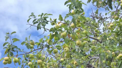 Green fruit of ripe apples on an old apple tree in an orchard. Harvest time Stock Footage 212419227