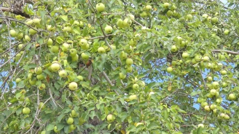 Green fruit of ripe apples on an old apple tree in an orchard. Harvest time Stock Footage 212422615