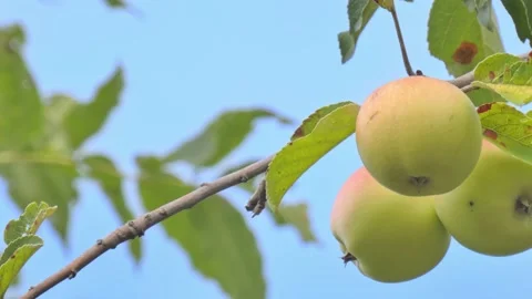 Green fruit of ripe apples on an old apple tree in an orchard. Harvest time Stock Footage 212425182