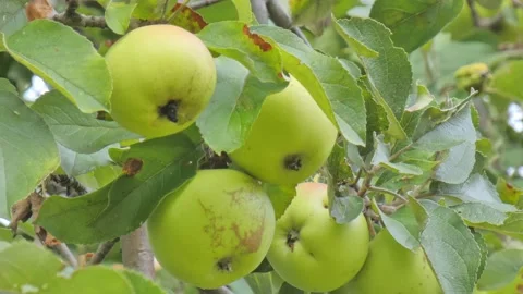 Green fruit of ripe apples on an old apple tree in an orchard. Harvest time Stock Footage 212427238
