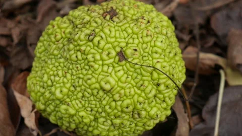 Green fruit sitting on the ground of the forest Vídeo Stock 141765199