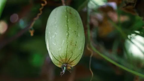 A green fruit with a stem on it Stock Photos