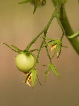 Green fruit tomato Stock Photos