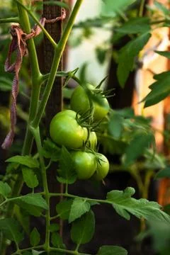 Green fruit tomato Stock Photos