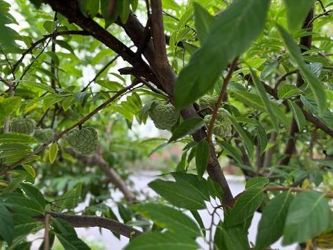 Green fruit on tree branches Stock Photos