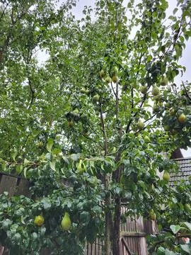 Green fruit tree in the garden Stock Photos