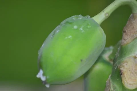 Green fruit on the tree Stock Photos