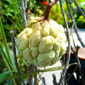 A green fruit on tree  Stock Photos