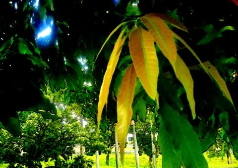 Green fruit tree Stock Photos