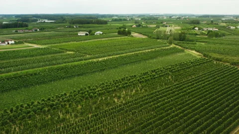 Green fruit tree plantation grows in long straight lines on a large farm Stock Footage 339074938