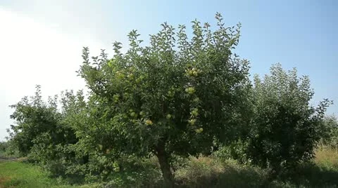 Green fruit tree sways in the wind Vídeo Stock 11018686