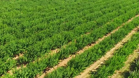 Green fruit trees on the farm Stock-Footage 88509426