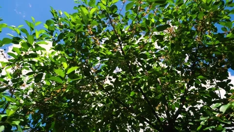 Green fruit trees swaying in the wind Stock-Footage 335828346