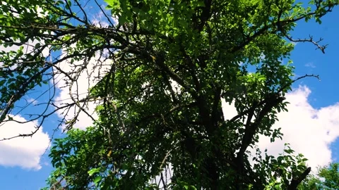 Green fruit trees swaying in the wind 스톡 동영상 335828353