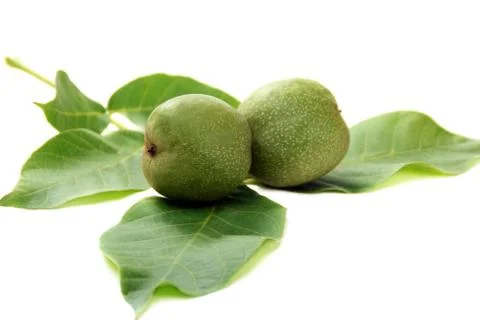 Green fruit of a walnut Stock Photos