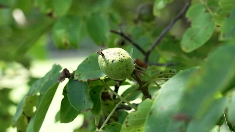 Green fruit of the walnut tree illuminated by sunlight Stock Footage 281076062