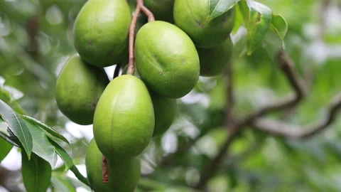 Green fruits on tree Stock Footage 229673238