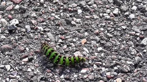 Green Fruitworm Stock Footage 31954733