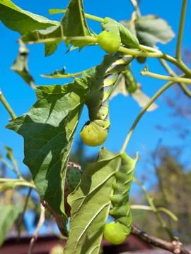 Green fruitworms Stock Photos