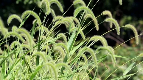 Green Fuzzy Grass Stock Footage 84266181